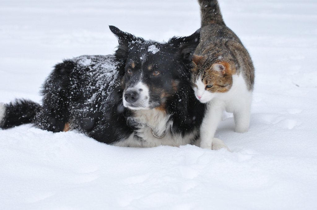 Cane e gatto 2