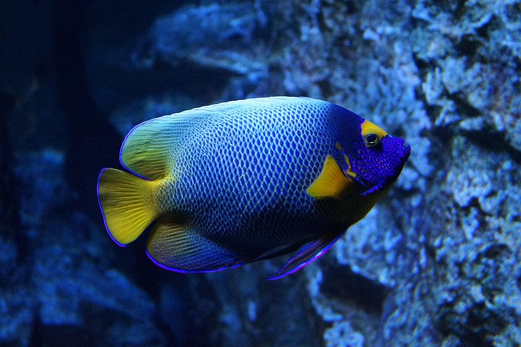 pesce